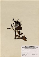 藏品(玉山杜鵑)的圖片